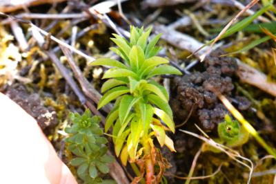 <i>Euphorbia</i>