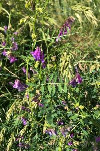 <i>Vicia dasycarpa</i>