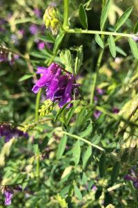 <i>Vicia dasycarpa</i>