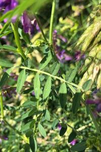 <i>Vicia dasycarpa</i>
