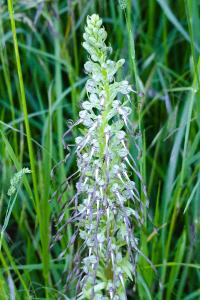 <i>Himantoglossum hircinum</i>