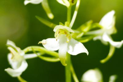 <i>Platanthera chlorantha</i>