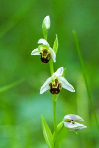 <i>Ophrys apifera</i>