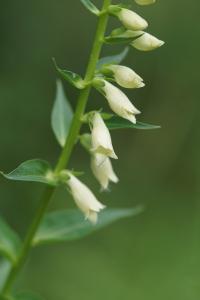 <i>Digitalis lutea</i>