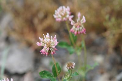 <i>Trifolium hybridum</i>