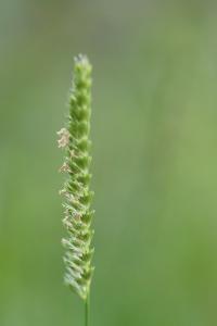 <i>Cynosurus cristatus</i>