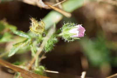 <i>Malva setigera</i>