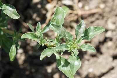<i>Amaranthus blitoides</i>