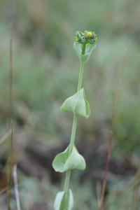 <i>Blackstonia perfoliata</i>