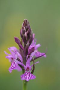 <i>Dactylorhiza praetermissa</i>