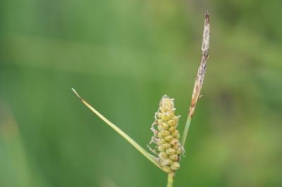 <i>Carex tomentosa</i>