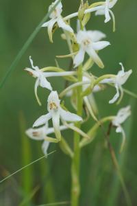 <i>Platanthera bifolia</i>