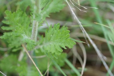 <i>Jacobaea erucifolia</i>