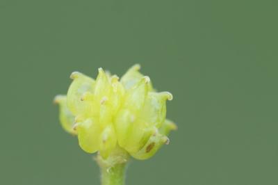 <i>Ranunculus polyanthemoides</i>