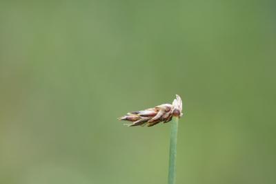 <i>Eleocharis uniglumis</i>