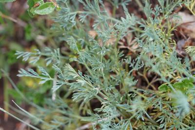 <i>Seseli montanum</i>
