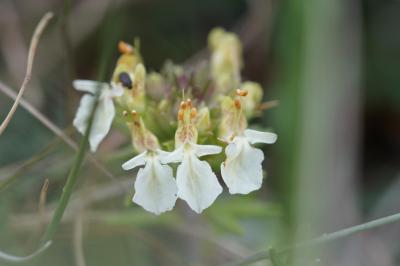 <i>Teucrium montanum</i>