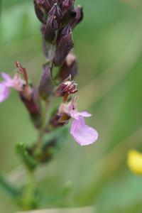 <i>Teucrium chamaedrys</i>