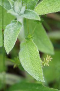 <i>Stachys germanica</i>