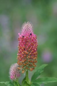 <i>Trifolium rubens</i>