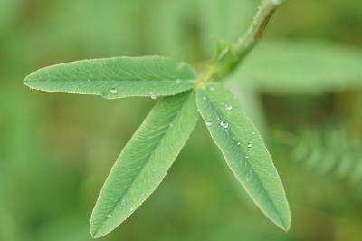 <i>Trifolium rubens</i>