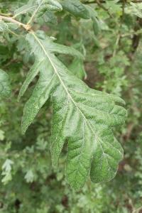 <i>Quercus pyrenaica</i>