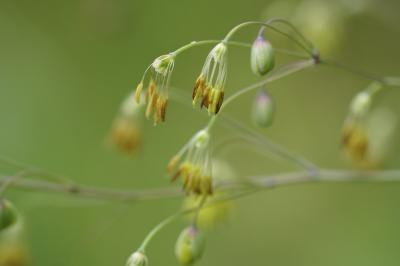 <i>Thalictrum minus</i>