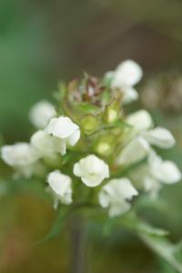 <i>Prunella laciniata</i>