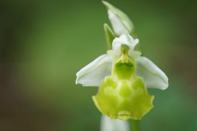 <i>Ophrys holosericea</i>
