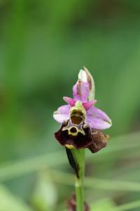 <i>Ophrys holosericea</i>