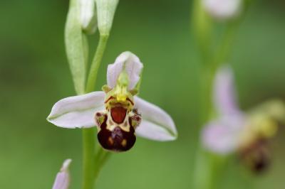 <i>Ophrys apifera</i>