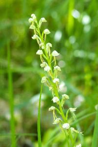 <i>Orchis anthropophora</i>