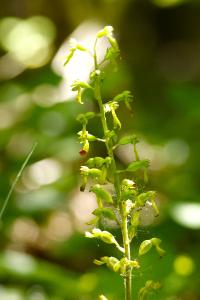<i>Neottia ovata</i>