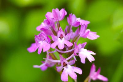 <i>Anacamptis pyramidalis</i>
