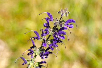 <i>Salvia pratensis</i>