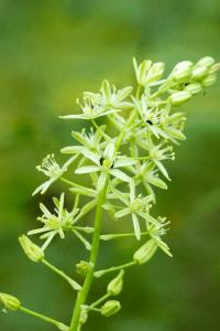 <i>Loncomelos pyrenaicus</i>