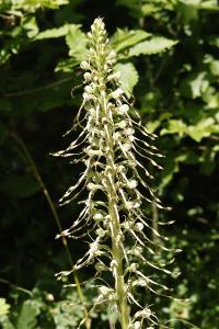 <i>Himantoglossum hircinum</i>