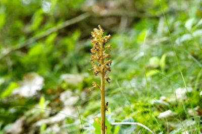 <i>Neottia nidus-avis</i>