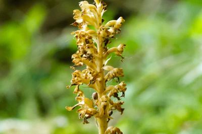 <i>Neottia nidus-avis</i>