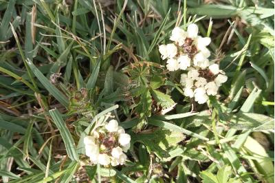 <i>Prunella laciniata</i>