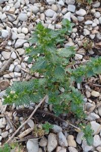 <i>Urtica urens</i>