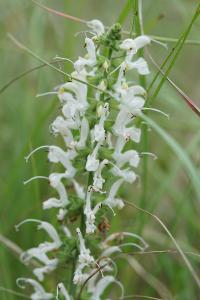 <i>Salvia pratensis</i>