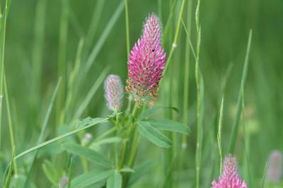 <i>Trifolium rubens</i>
