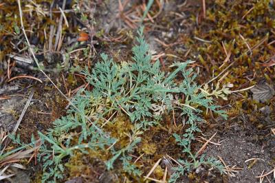 <i>Seseli montanum</i>