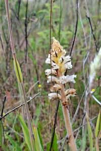 <i>Orobanche picridis-hieracioidis</i>