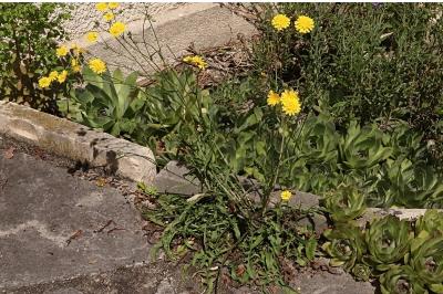 <i>Crepis capillaris</i>