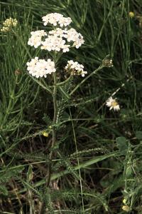 <i>Achillea millefolium</i>