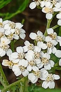 <i>Achillea millefolium</i>
