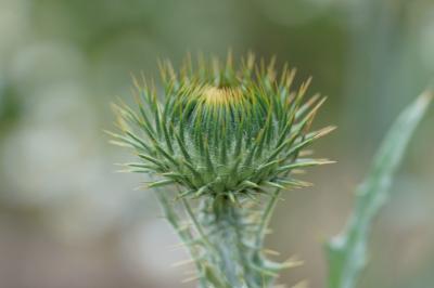 <i>Onopordum acanthium</i>
