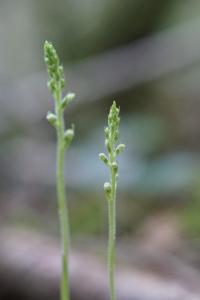 <i>Goodyera repens</i>
